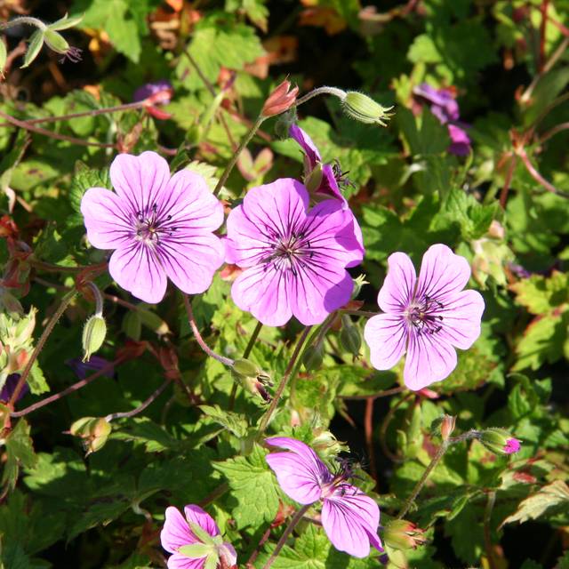 Géranium vivace 'Pink Penny' (Marie-Elise Liennard)